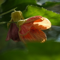 Photo de belgique - Le jardin botanique de Meise